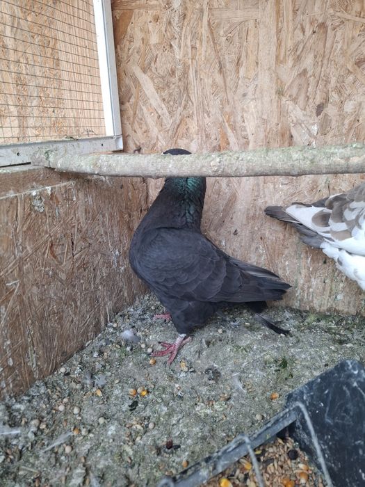 Porumbei Americani de vanzare