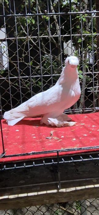 Белая голубкааааа