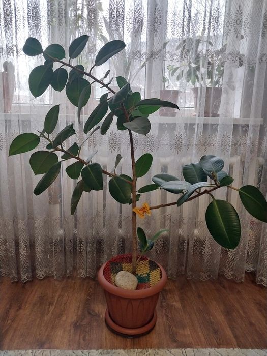 Продаются взрослые растения