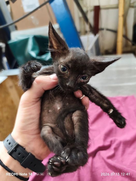 Adoptie pui de pisica