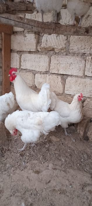 Австролорп жұмыртқасы сатылады