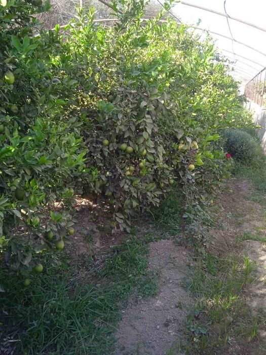 апилсин,мандарин лимон