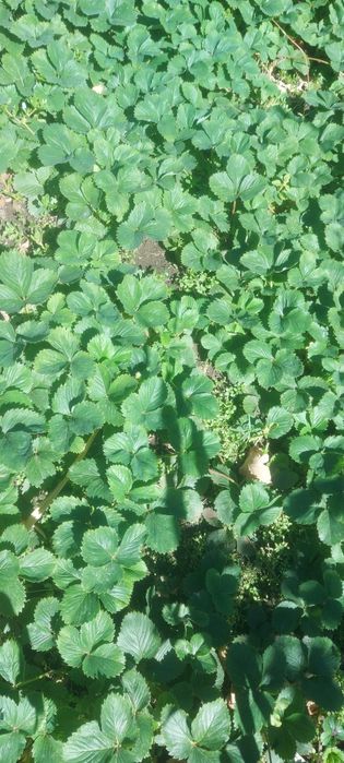 Продам, рассаду клубники!