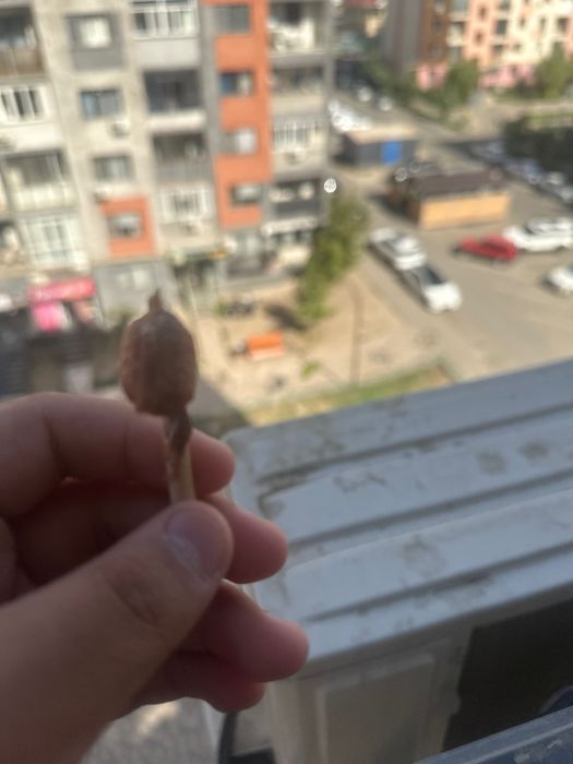 Оттека древесного богомола