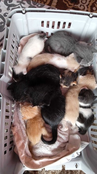 Прекрасни котенца