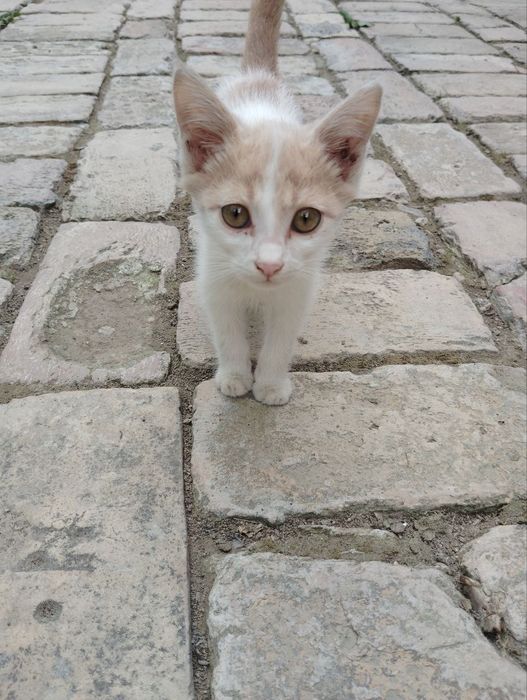 Mushukchalar ikkitasi oq va sariq bittasi qopqora bittasi seri safedi