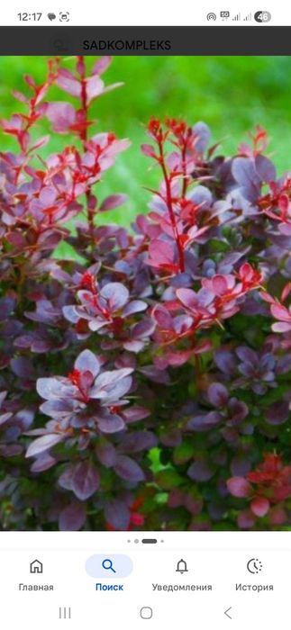 Продам кустарники