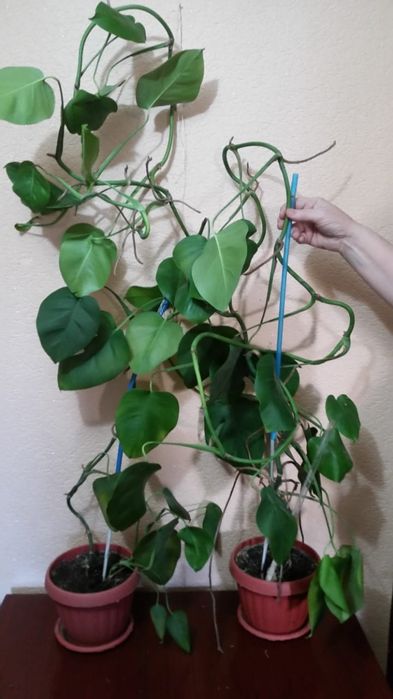 Цветы домашние не дорого