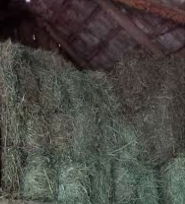 Vand baloti de fan  si otava productie 2025