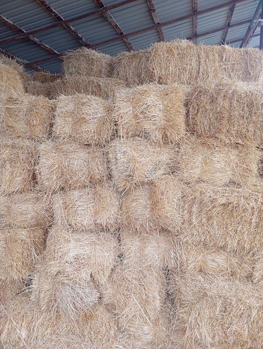 Somon pichan pres 16000 soʻm