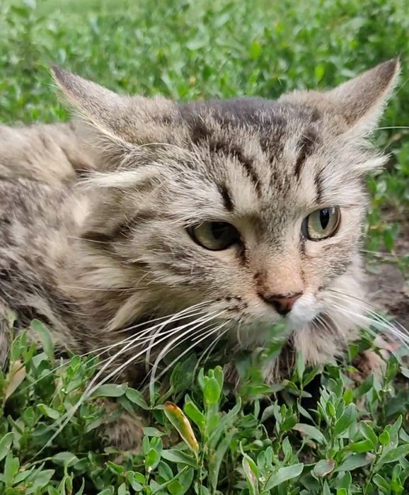 Кошка, пушистая, стерилизованая