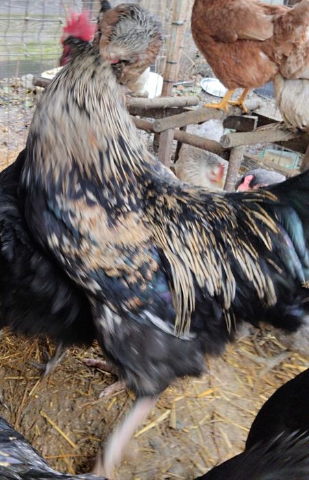 Cocoși 10 luni talie medie