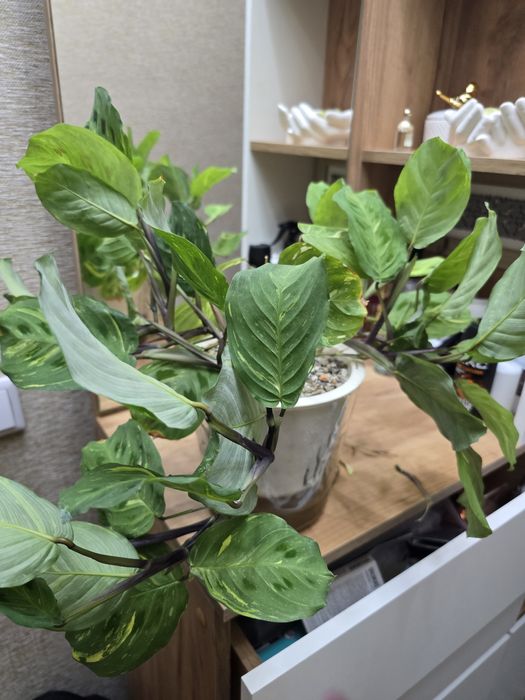 Продам маранту взрослую