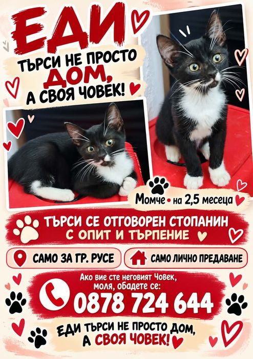 СПЕШНО ! Търси се дом за котето Еди!  (гр. Русе)