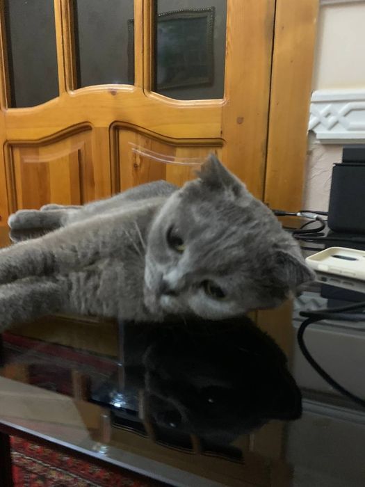 Отдаем кошку в хорошие руки