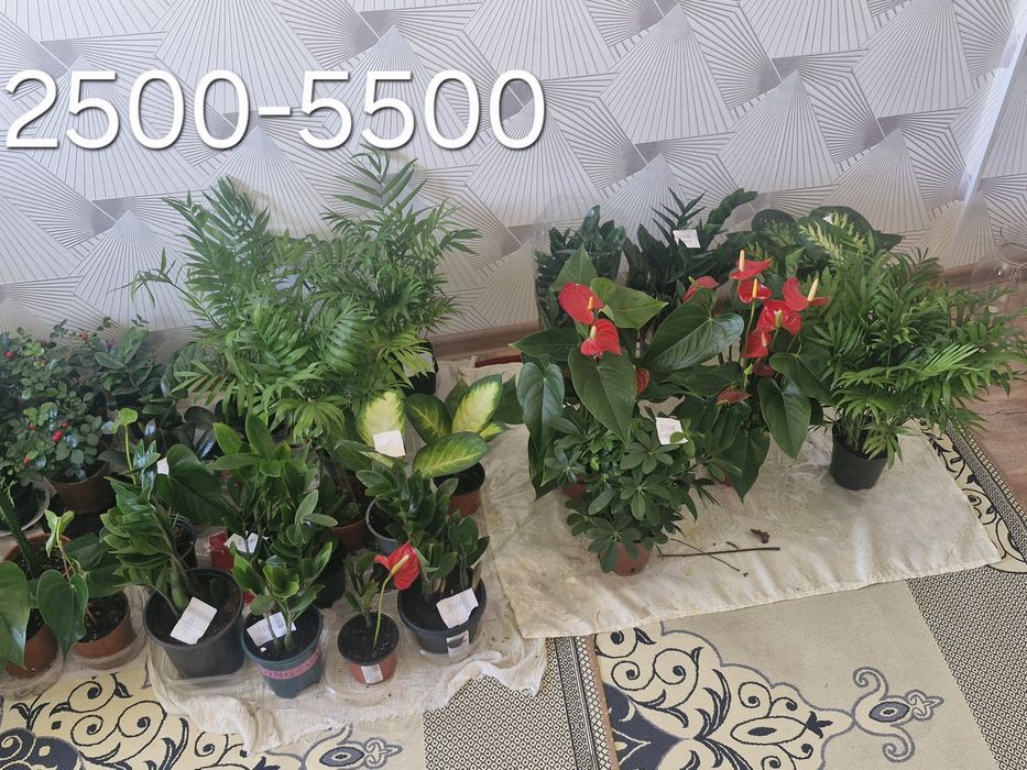 Уй гұлдері арзан багада