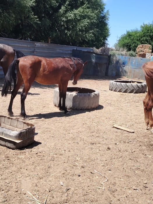 СААТЫЫЛАААДЫ          Айғырлар,  Құнандар