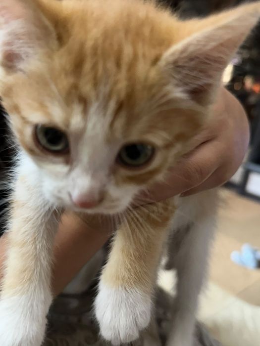 Солнечный котёнок