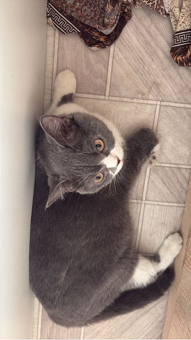Отдам кошечку с котятами