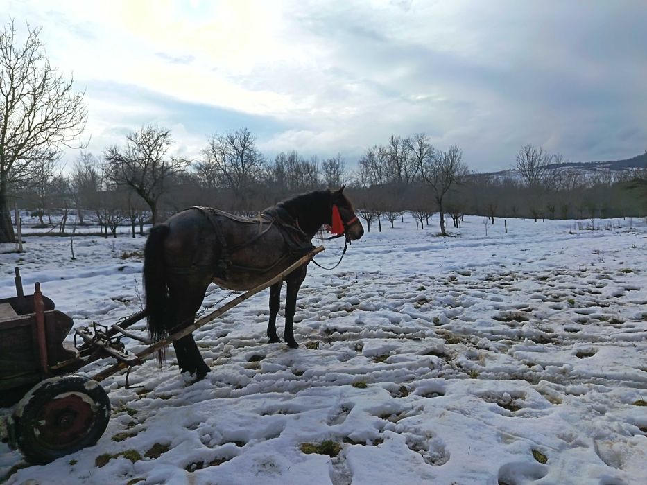 Vând iapă de 4 ani
