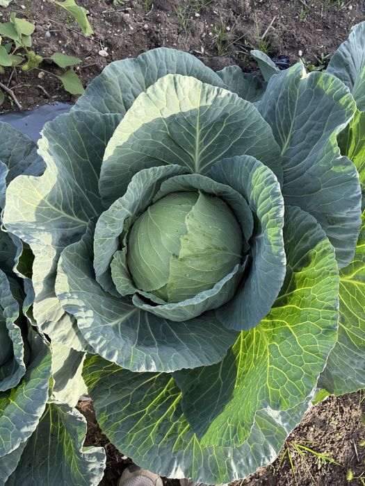 Зеле солт марлу