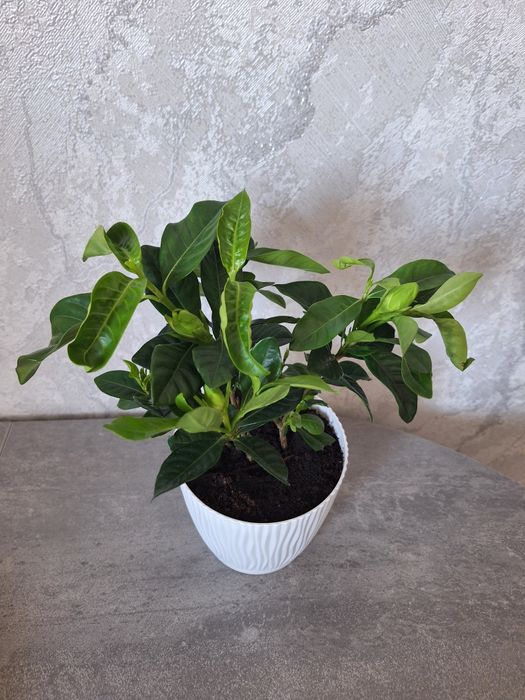 Гардения жасминовидная