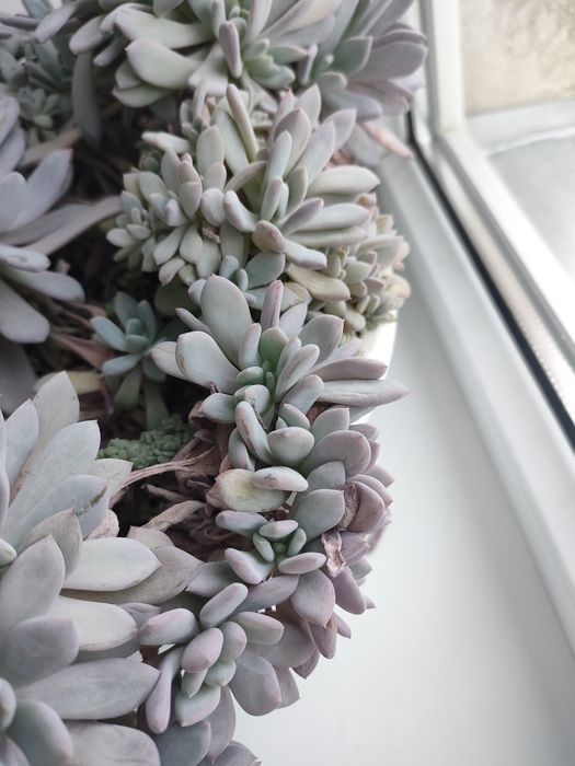 Суккуленты 500тенге