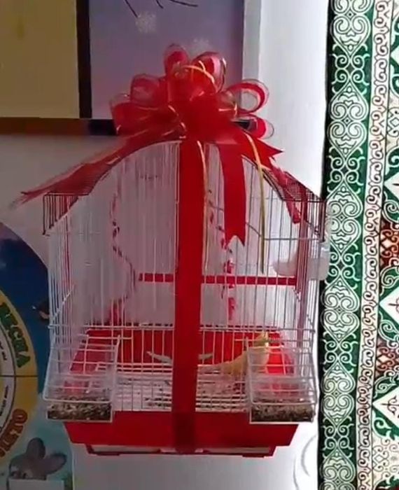 Срочно канарейка