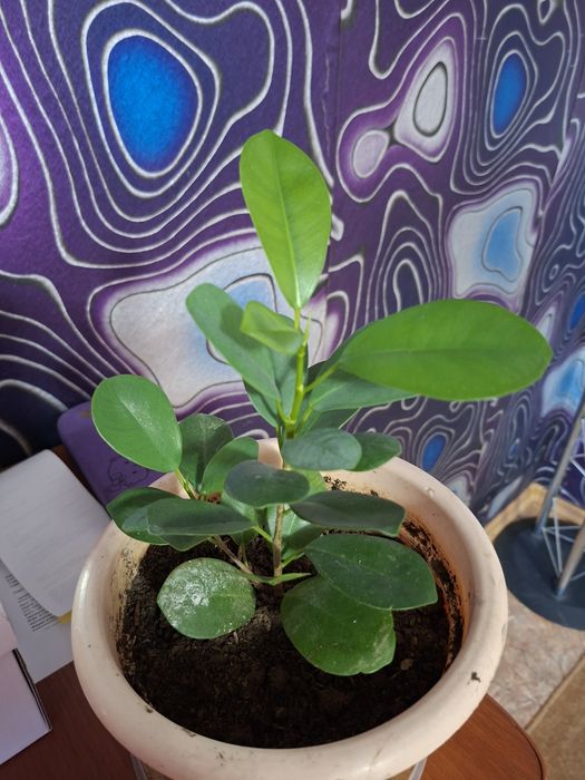 Продам комнатные цветы