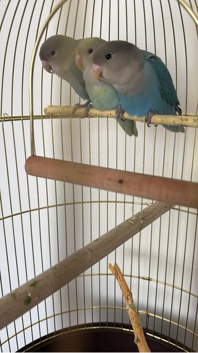 Schimb sau vand papagali agapornis(amorezi)