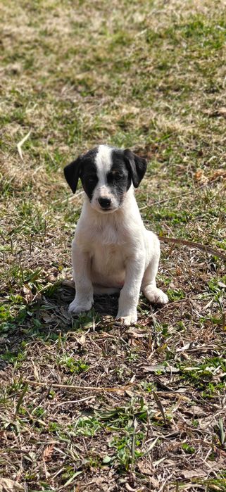 Подарите 9 щенятам дом!