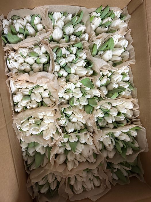 Беларусские тюльпаны