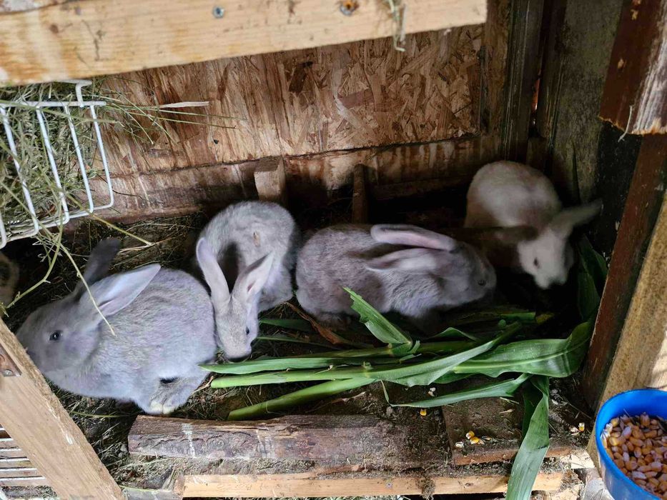 Disponibili Comuna Ighiu -Alba iulia