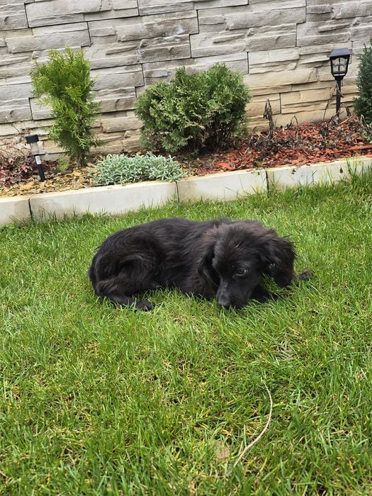 Чистокръвно кокер шпаньолче