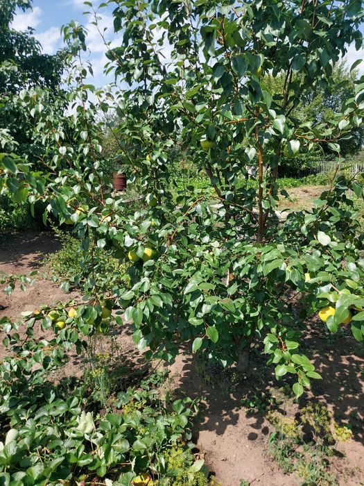 Дача сад Здоровье