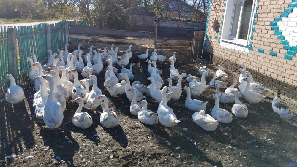Продам гусей 130 штук