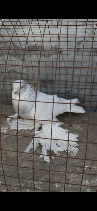 Голуби на гребле