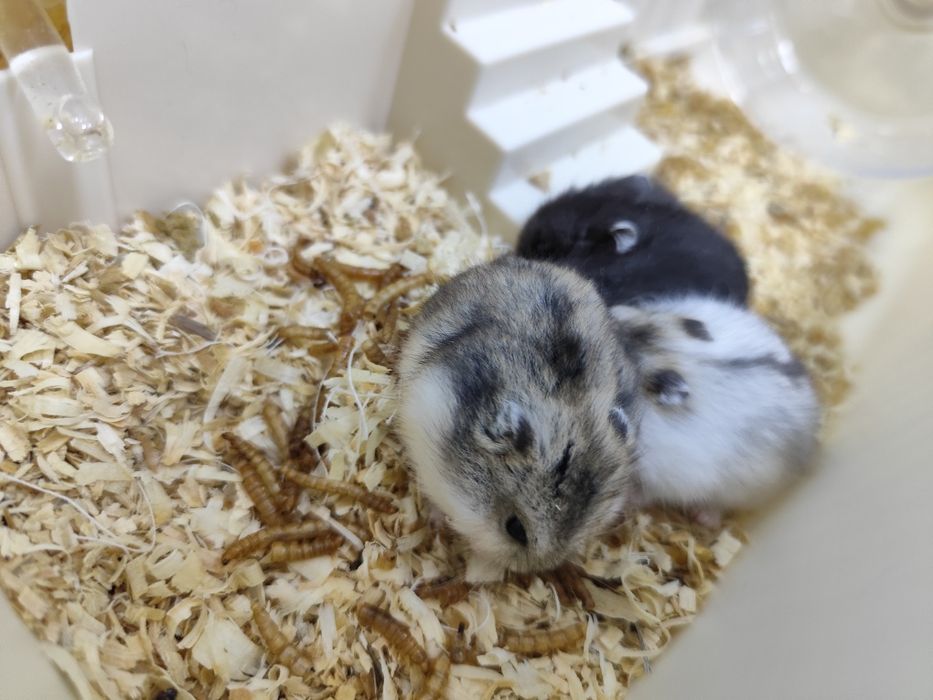 4 pui de  hamster