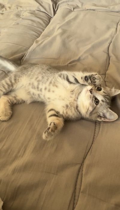 Продам котенка Скоттиш-Страйт