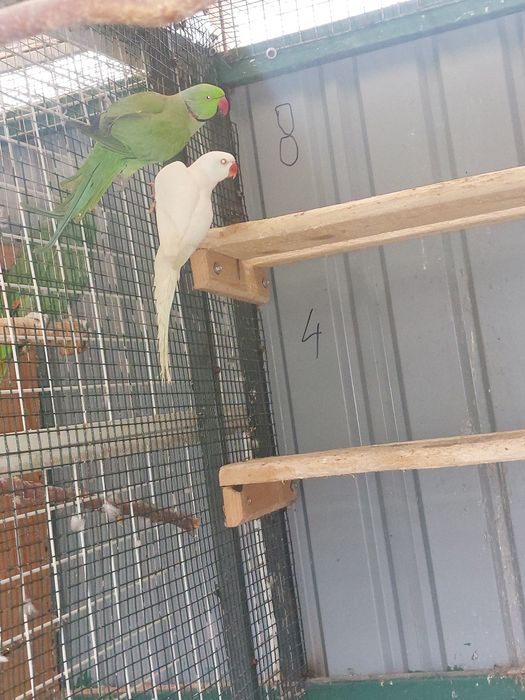 Papagali Micul Alexander