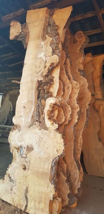 Слэбы каповые карагач