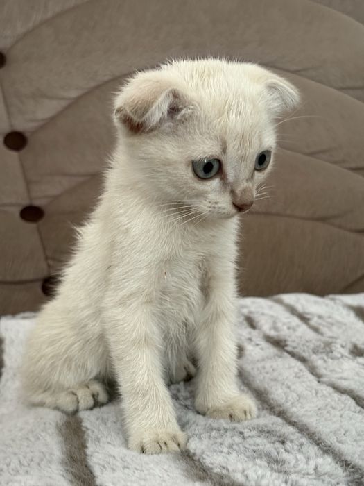 Продается котенок в добрые руки