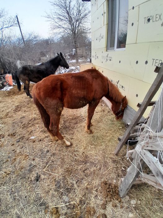 Тай сатылады 1.5жасар