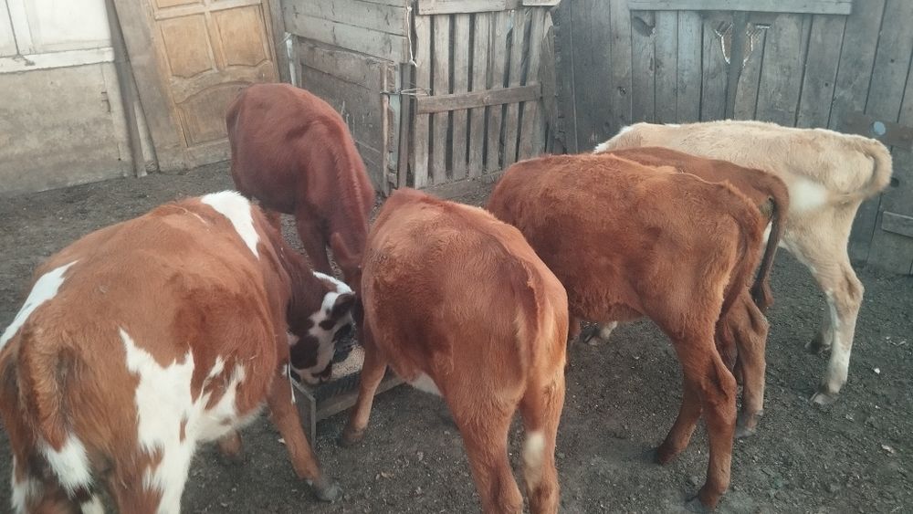 Продам телят 3 бычка 3 телки