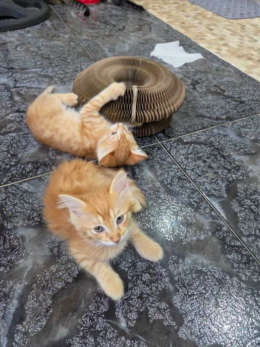 милые котята в добрые руки бесплатно