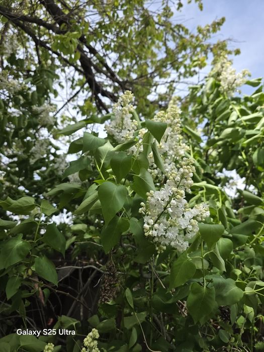 Есть сирень и ландыши в наличии