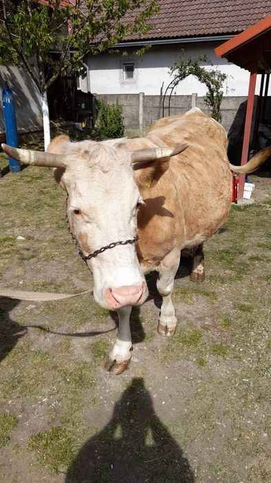 Vaca zimental bună de lapte