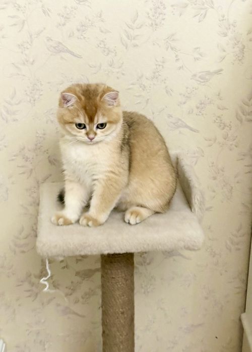 Котята Британские, окрас Шиншиллы