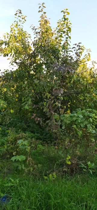 Дачу продам в хорошем состоянии