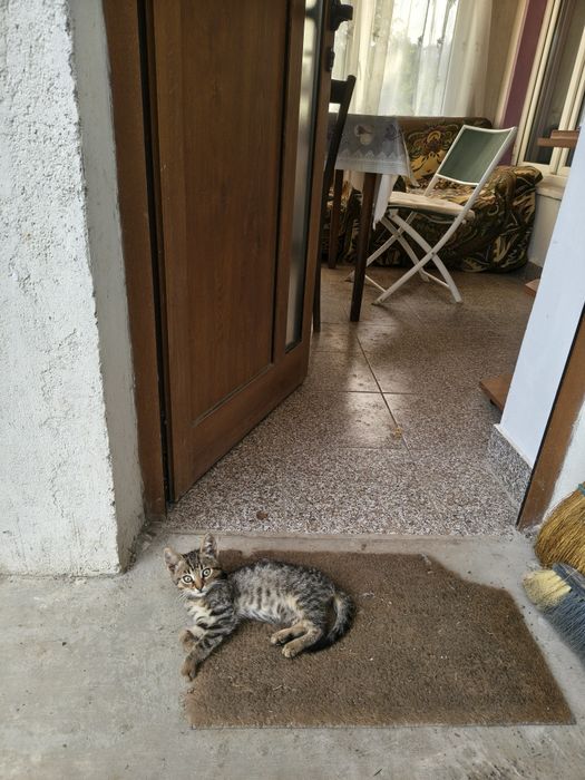 Donez pisic in Botoșani si localitățile limitrofe